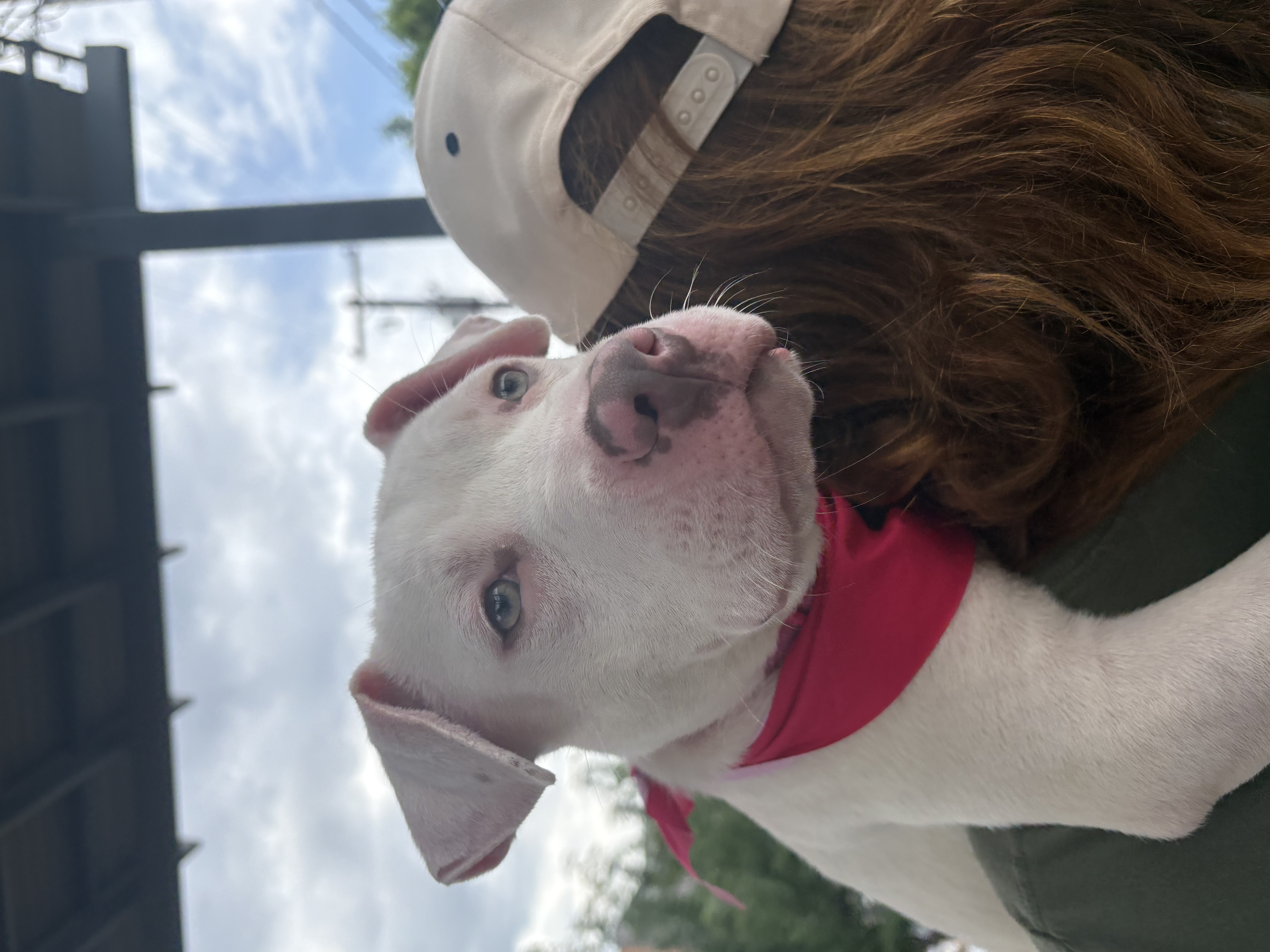 A baby small-sized female Pit Bull Terrier dog named Joanie for adoption