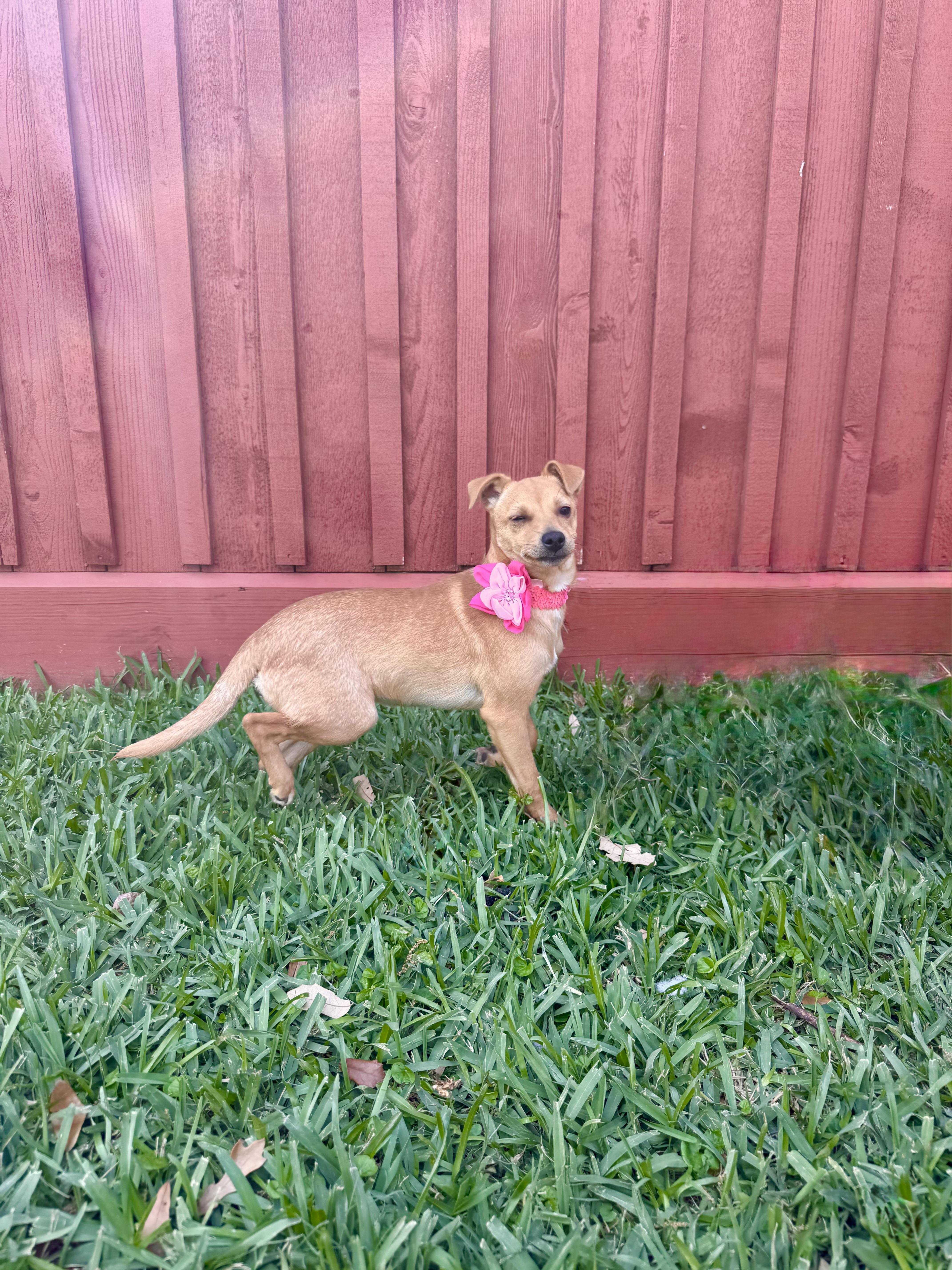 A young small-sized female Yellow / Tan / Blond / Fawn Chihuahua dog named Juniper for adoption in Houston, TX
