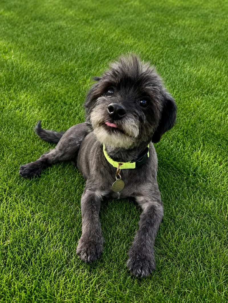 A young small-sized male Black Schnoodle dog named Duffy for adoption in POTOMAC, MD