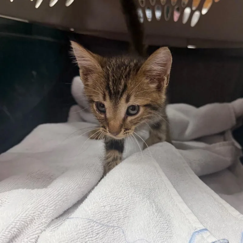A baby small-sized male Brown / Chocolate Domestic Short Hair cat named Skeeter for adoption in Starkville, MS