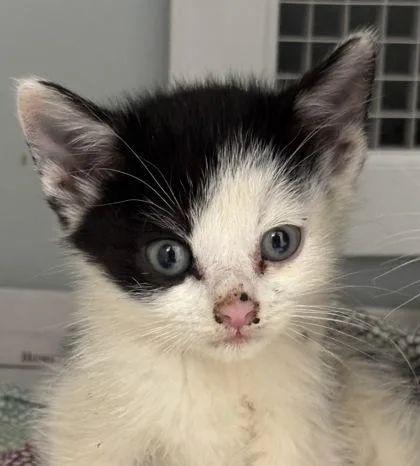 A baby small-sized female Domestic Short Hair cat named Becky for adoption in Cumming, GA