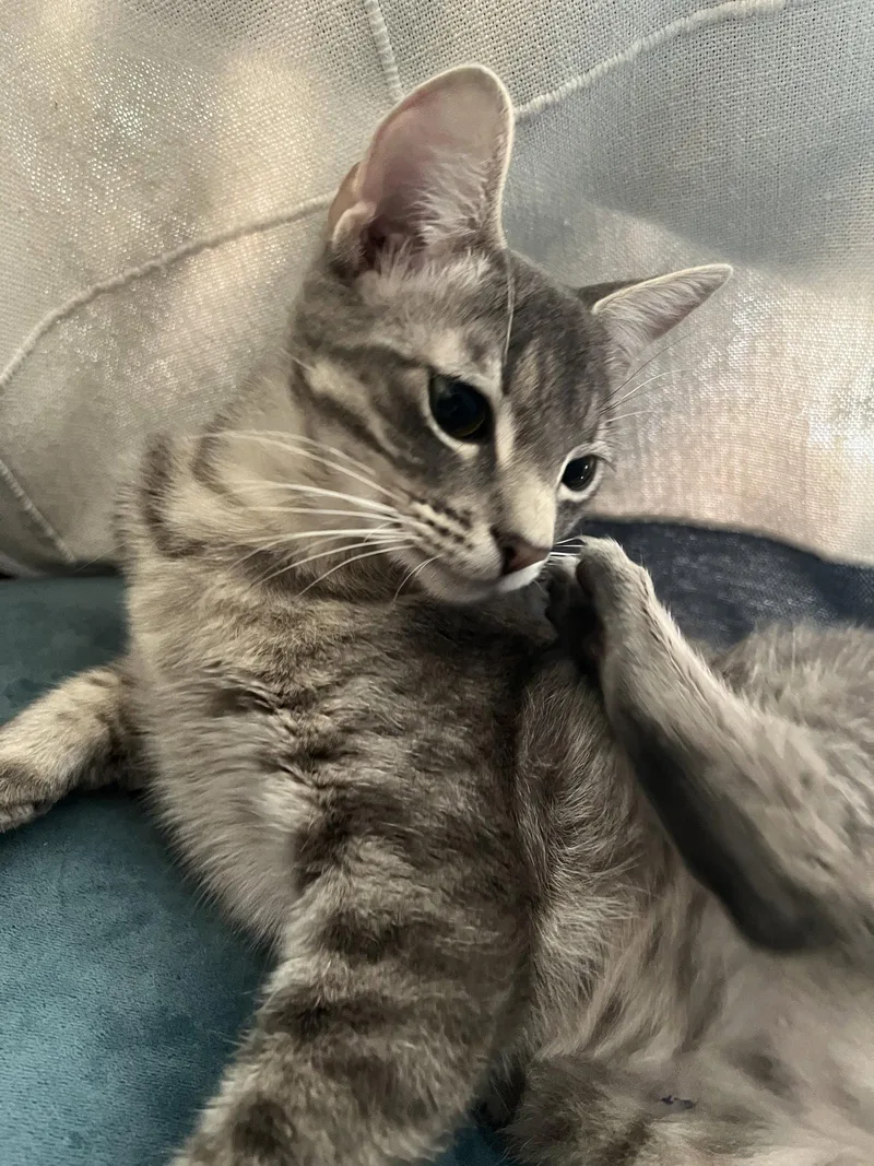 Princess Jasmine thumbnail 2