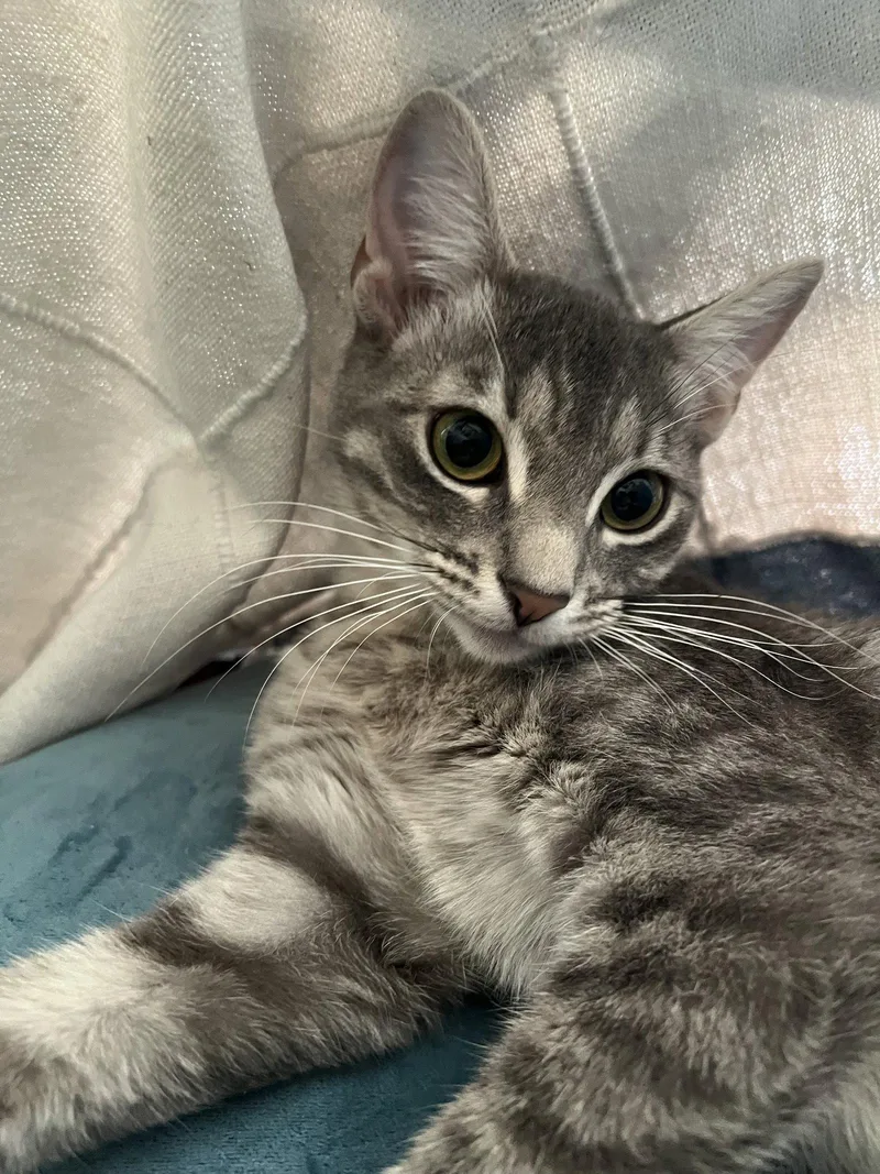 Princess Jasmine thumbnail 3