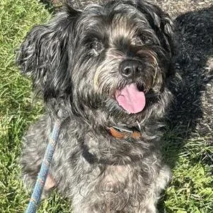 An adult medium-sized male Miniature Schnauzer dog named Baxter for adoption in Springboro, OH