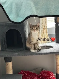 Amber and Stella thumbnail 2