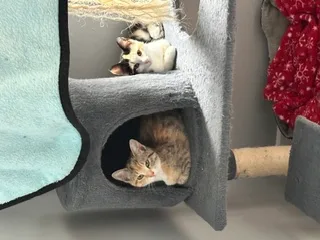 A baby small-sized female Tan and white and calico Domestic Short Hair cat named Amber and Stella for adoption