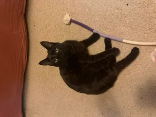 A young small-sized male Black Domestic Short Hair cat named Jett for adoption
