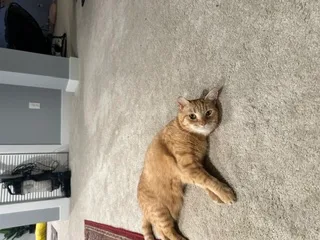 An adult small-sized female Orange and white Domestic Short Hair cat named Bella for adoption