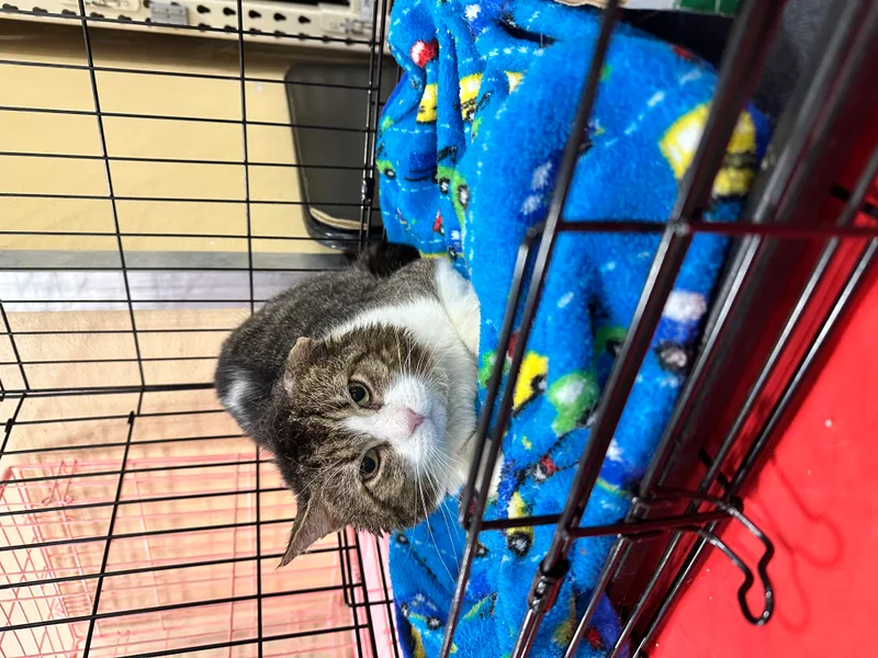 An adult medium-sized male Tan and white Domestic Short Hair cat named Bowman for adoption
