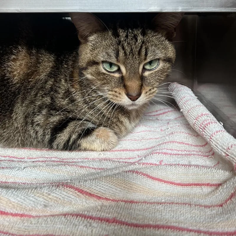 An adult medium-sized female Brown / Chocolate Domestic Short Hair cat named Paloma for adoption in Bristol, IN