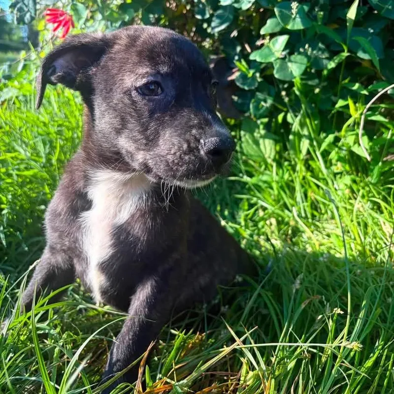 A baby medium-sized male Black Mixed Breed dog named Fonzie for adoption in Fredericksburg, VA