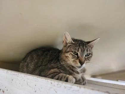 A young medium-sized female Domestic Short Hair cat named Amy for adoption in Bloomsburg, PA