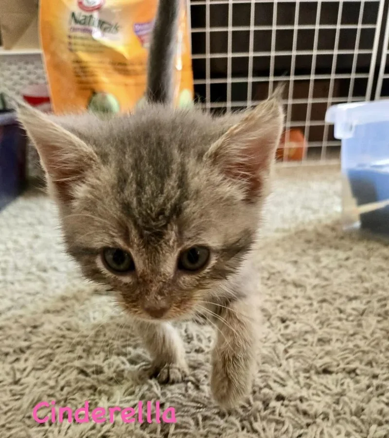 A baby small-sized female Gray & White Domestic Short Hair cat named Cinderella for adoption in Telford, PA