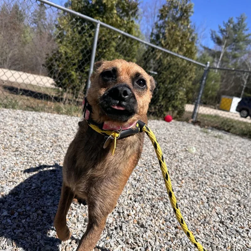 An adult small-sized female Yellow / Tan / Blond / Fawn Chihuahua dog named Charlotte for adoption in Conway, NH
