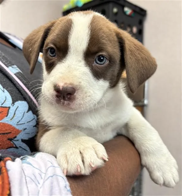 A baby small-sized female Pit Bull Terrier dog named A for adoption in San Bernardino, CA
