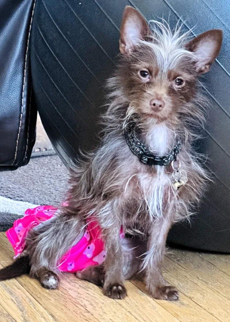 A young small-sized female Yorkshire Terrier dog named Laramie for adoption in Salt Lake City, UT