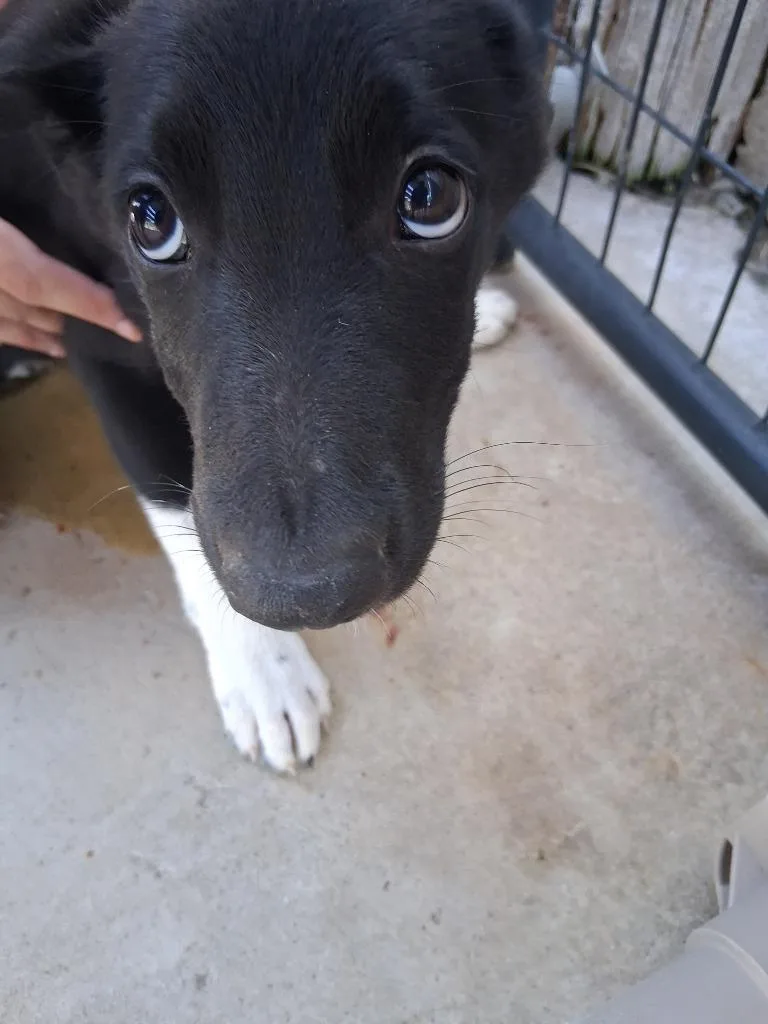 A baby large-sized male Shepherd dog named Terminator for adoption in Brownwood, TX