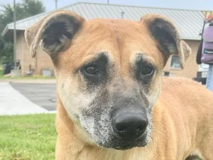 An adult large-sized male Apricot / Beige Mixed Breed dog named Rex for adoption in Georgetown, TX
