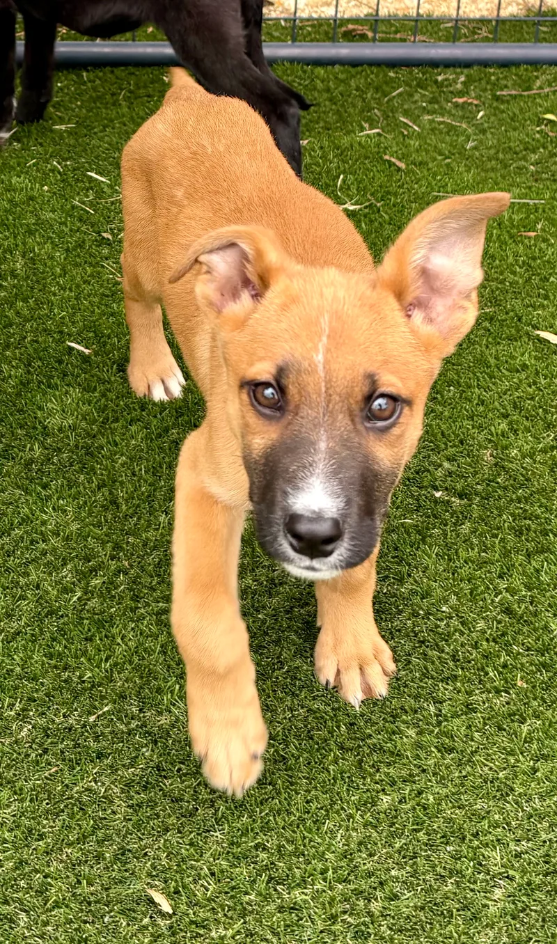 A baby small-sized male Tri Color Australian Kelpie dog named Fonzie for adoption
