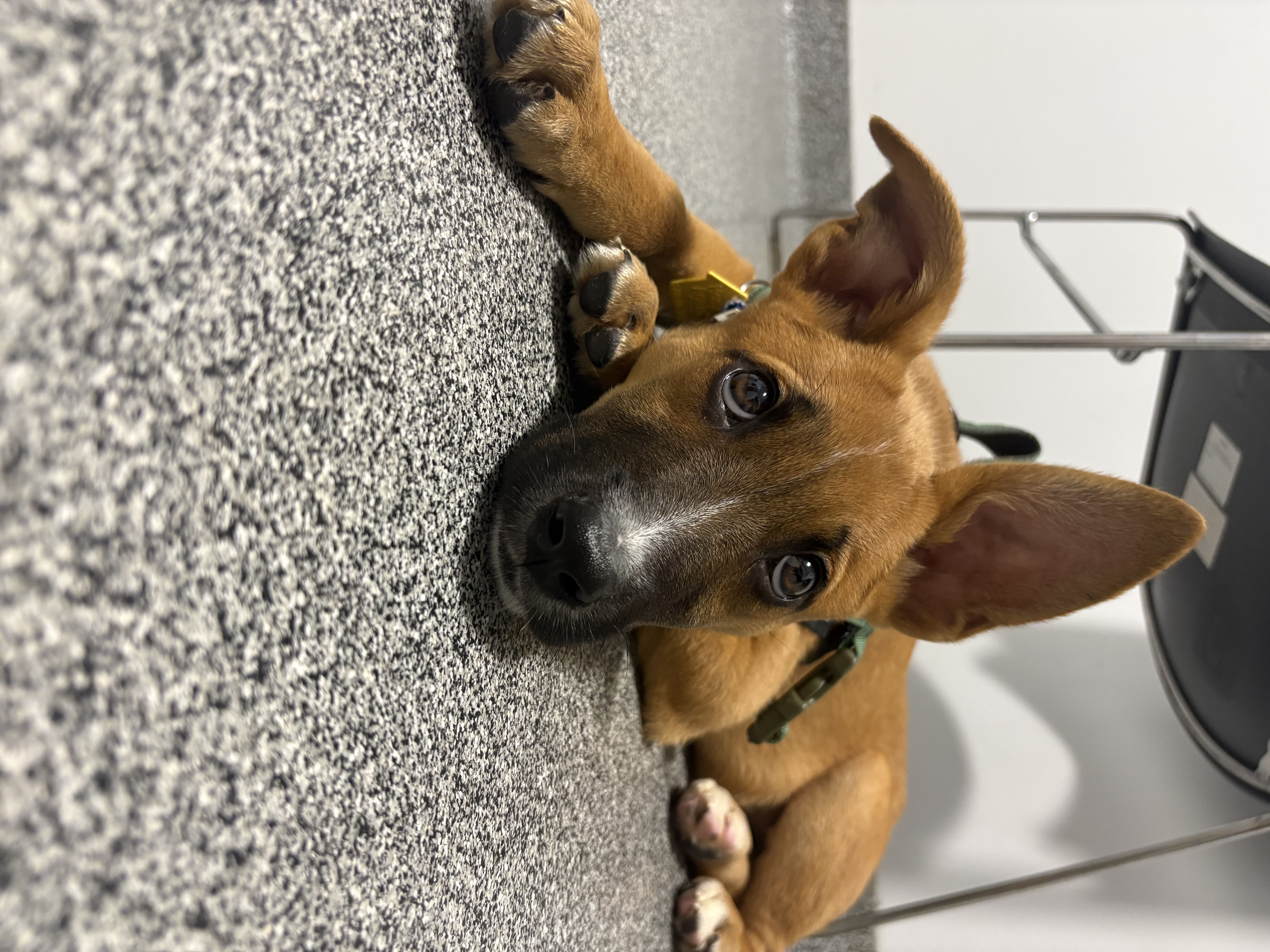 Fonzie