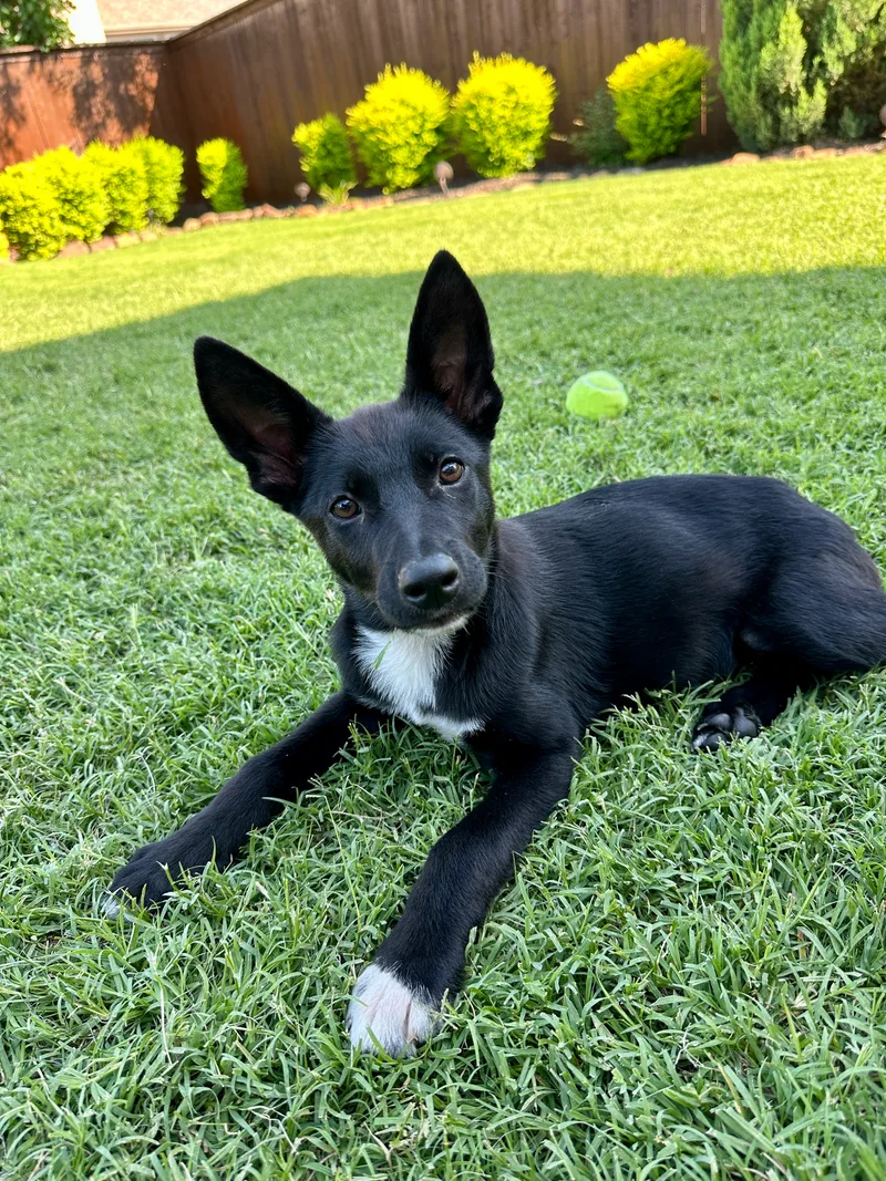 A baby small-sized female Black and White Shepherd dog named Laverne for adoption