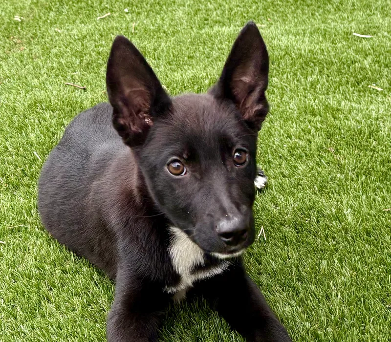 A baby small-sized female Black and White Australian Kelpie dog named Laverne for adoption