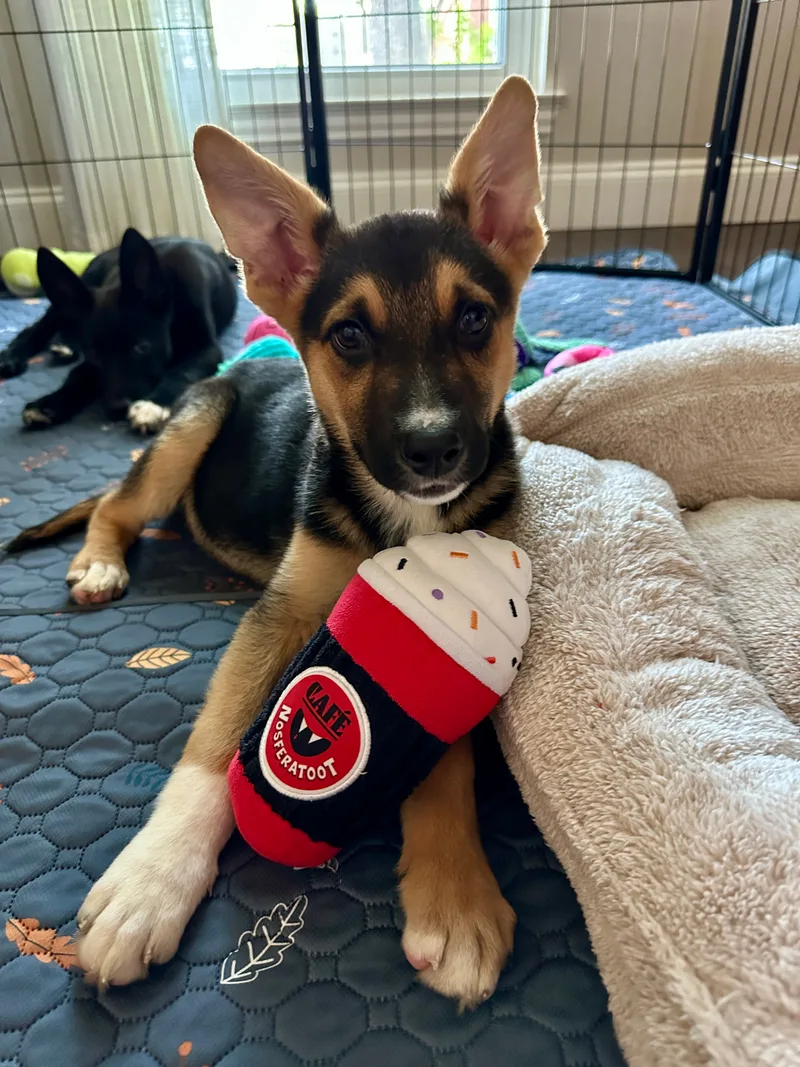 A baby small-sized female Tri Color Shepherd dog named Shirley for adoption