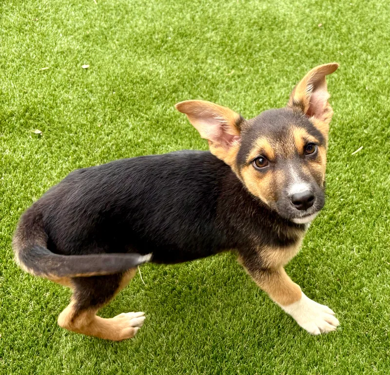 A baby small-sized female Tri Color Shepherd dog named Shirley for adoption