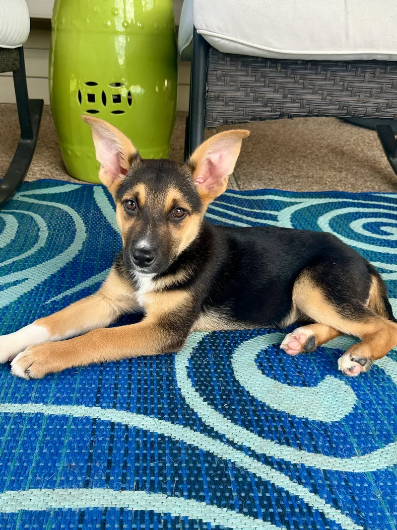 A baby small-sized female Tri Color Shepherd dog named Shirley for adoption