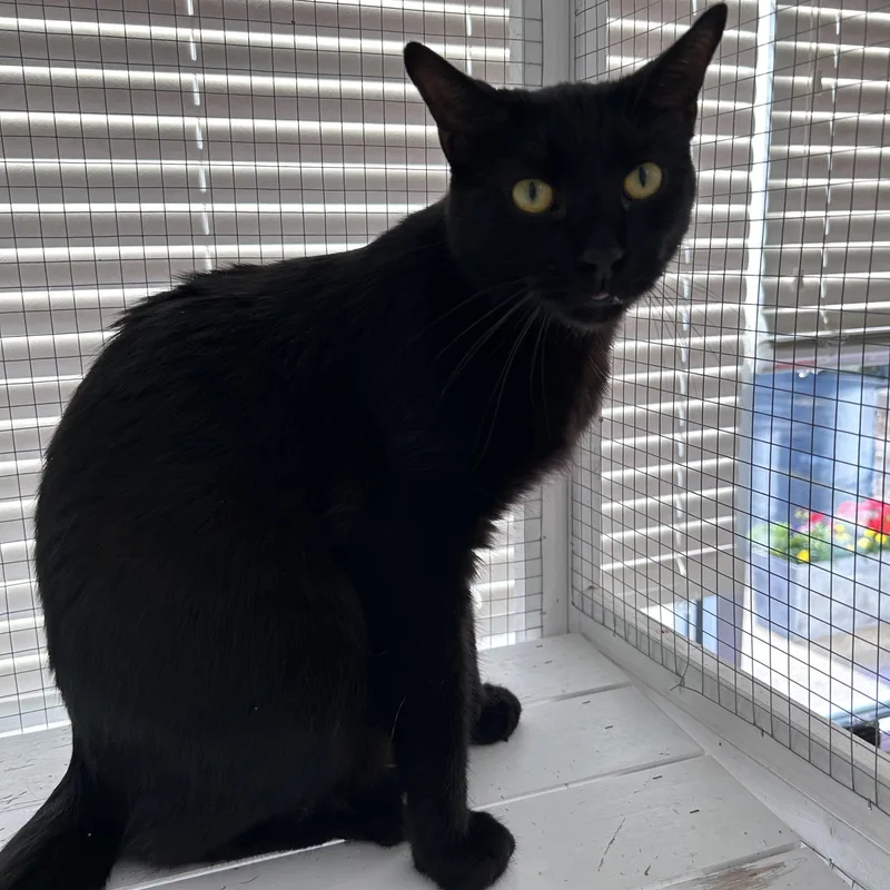 A young medium-sized male Black Domestic Short Hair cat named Tonka for adoption in Grand Rapids, MI