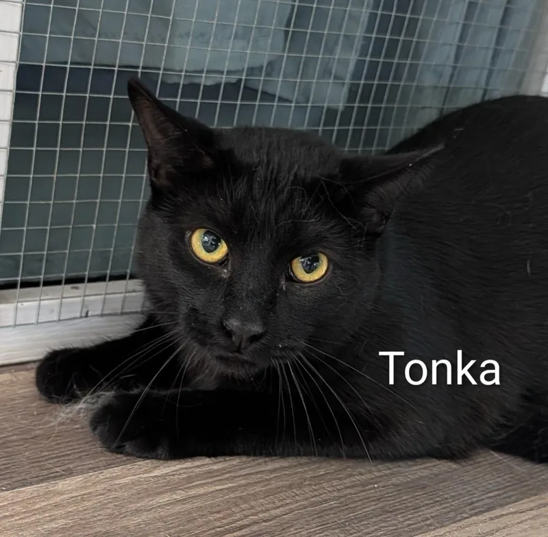 Tonka thumbnail 4