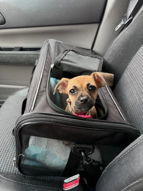 A baby small-sized female Brown / Chocolate Dachshund dog named Zyrah for adoption in Littleton, CO