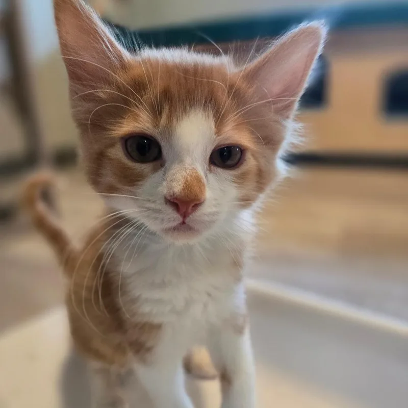 A baby small-sized male Orange / Red Domestic Long Hair cat named Kumquat for adoption in Durango, CO