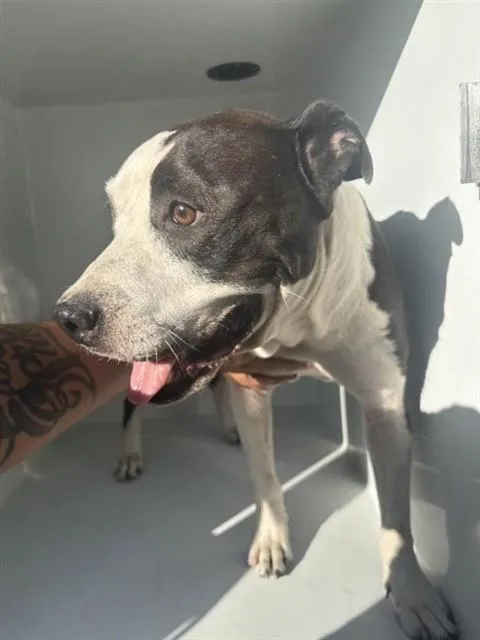 An adult large-sized male Pit Bull Terrier dog named Dallas for adoption in Houston, TX