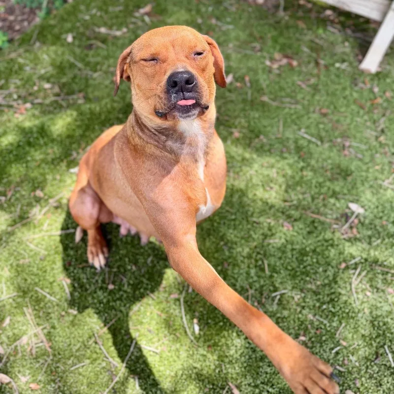 An adult medium-sized female Yellow / Tan / Blond / Fawn Mixed Breed dog named Peaches for adoption in Milton, FL
