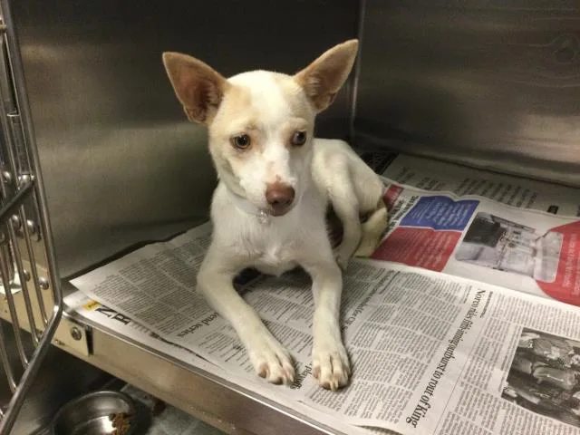 A young small-sized female Chihuahua dog named Charollete for adoption in Riverside, CA