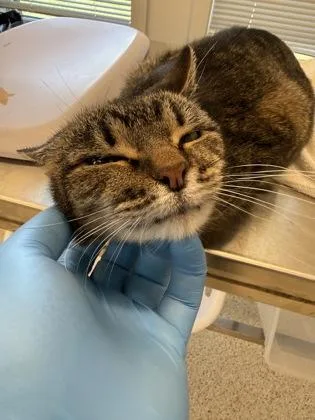 An adult large-sized female Domestic Short Hair cat named Tess for adoption in Lafayette, IN