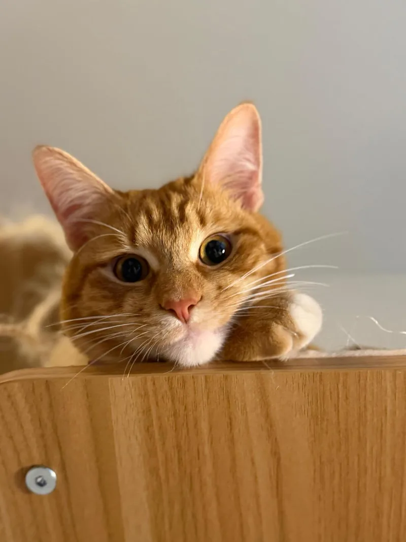 A young small-sized male Orange Domestic Short Hair cat named Traffic Cone for adoption in Sandy Springs, GA