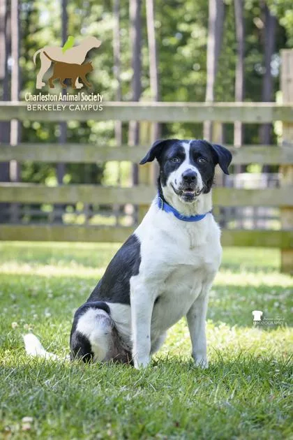 An adult large-sized male Border Collie dog named B Riley for adoption in North Charleston, SC