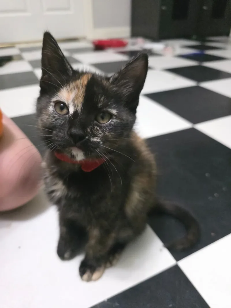 Groot (bonded with Gamora)