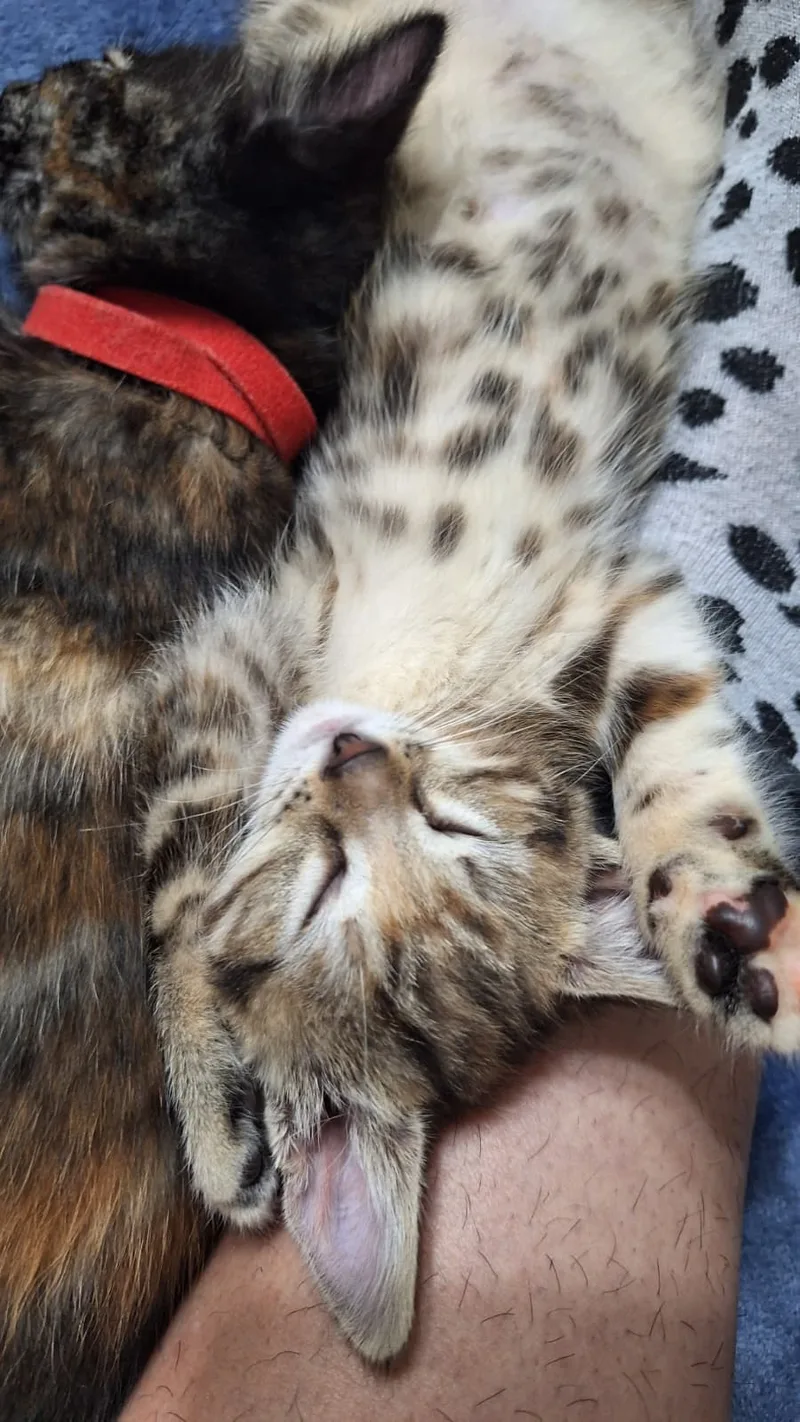 Rocket