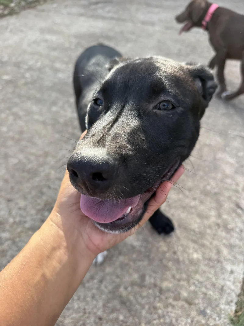 A baby medium-sized male Labrador Retriever dog named Thor for adoption in MONTGOMERY, TX