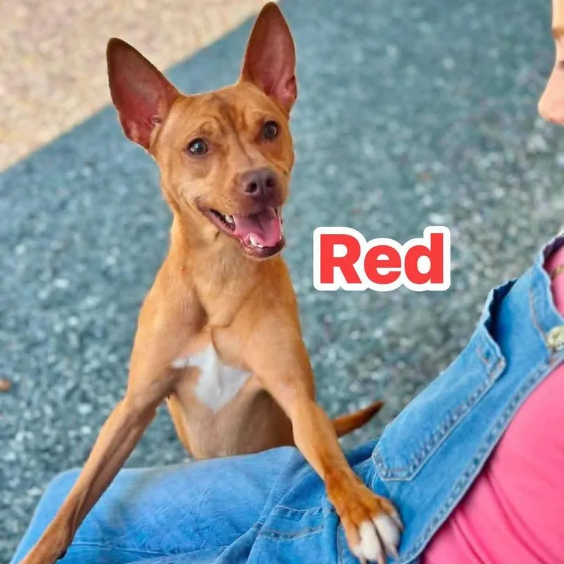 A young small-sized male Red / Chestnut / Orange Mixed Breed dog named Red for adoption in Walnut Cove, NC