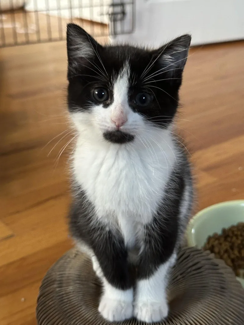 A baby medium-sized female Black & White / Tuxedo Domestic Short Hair cat named Ambrosia for adoption in Naugatuck, CT
