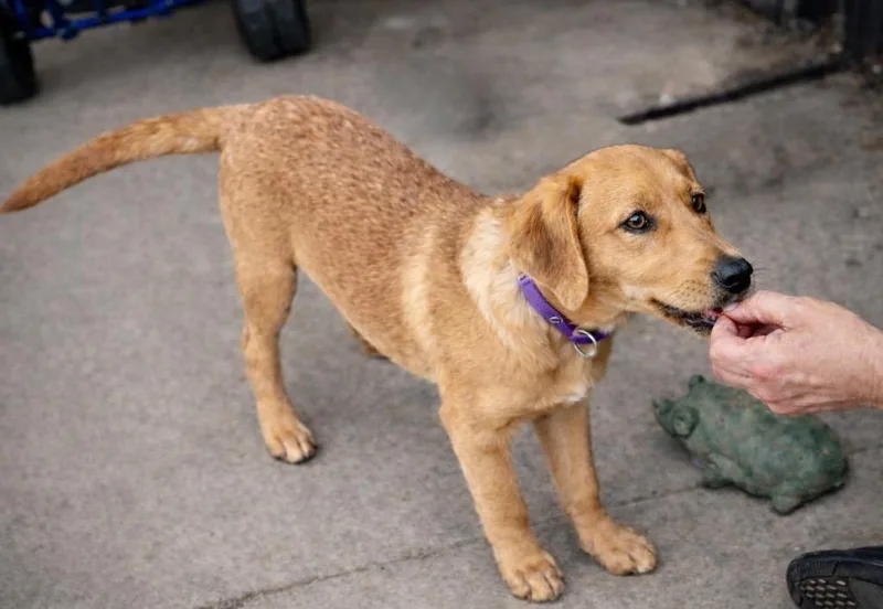 A baby large-sized female Labrador Retriever dog named Sandy Hicks for adoption in Princeton, MA