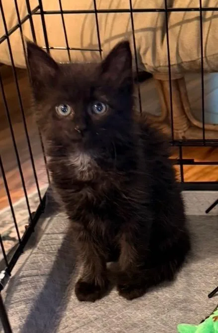 A baby medium-sized female Black Domestic Long Hair cat named Annie for adoption in Sonora, CA