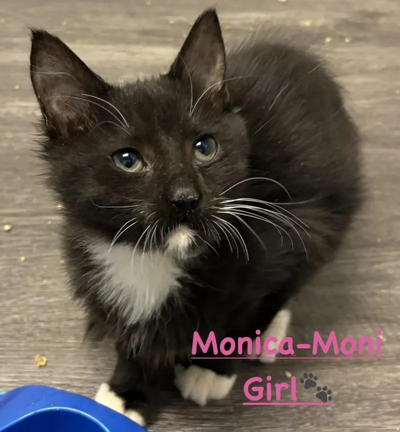 A baby small-sized female Black & White / Tuxedo Domestic Long Hair cat named Monica for adoption in Telford, PA