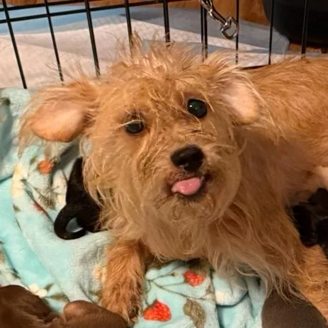 An adult small-sized female Mixed Breed dog named Mama Molly Weasley for adoption in Rockville, MD