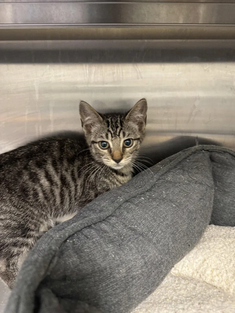 A young small-sized male Domestic Short Hair cat named Carnival for adoption in Hilton Head Island, SC