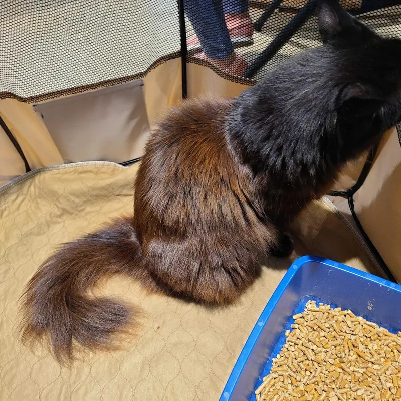 An adult small-sized male Black Maine Coon cat named MC Hammer for adoption in Tallahassee, FL